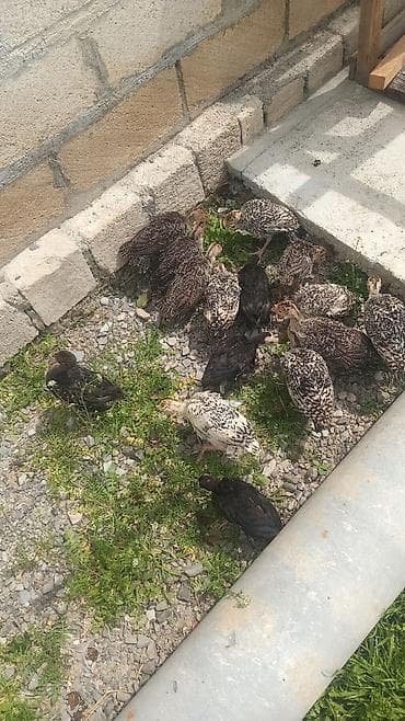 Hinduşka balaları 
45 ədəd 50 günlük