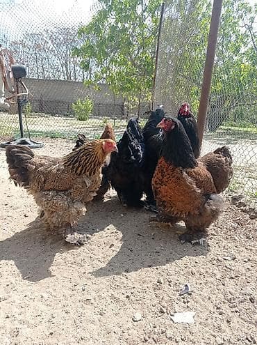 Brahma cinsli toyuqlar. Toyuqlar 35 azn xoruz 50azn hamisi kom