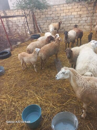 inəyin öd daşı: Qoyun sürüsü – ət və damazlıq üçün - Təsərrüfatda müxtəlif rəng və — 1