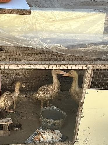 lal ordək balası satılır: Məhsul: Cücələrdən böyüməkdə olan ördəklər Təsvir: - Şəkillərdə — 4