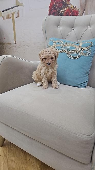 itlerin davasi: Pudel — 1