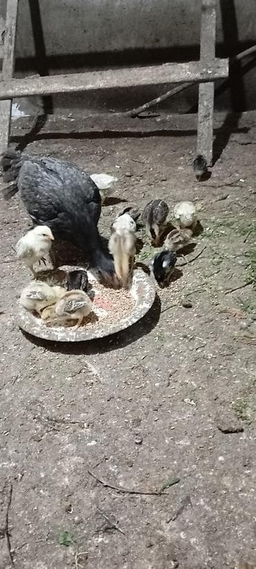 Yemlər: Heyrati pleymut cücələr satilir.15 günlükdülər.irak cinsi — 4