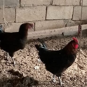 Dovşanlar: Xoruzlar satılır — 4