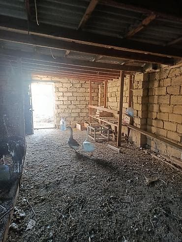bala tutuquşu: Satılır 4 ədəd qaz. 2 1 yas yumurtar dişi erkey 2 5 ayliq hemin ana — 3