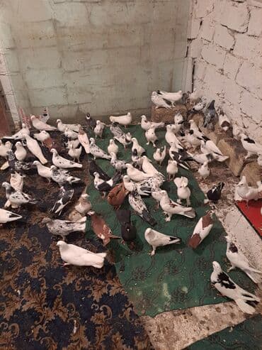 heyvanlara verilen adlar: Ev göyərçinləri – müxtəlif rəng və naxışlarda böyük sürü - Növ — 4