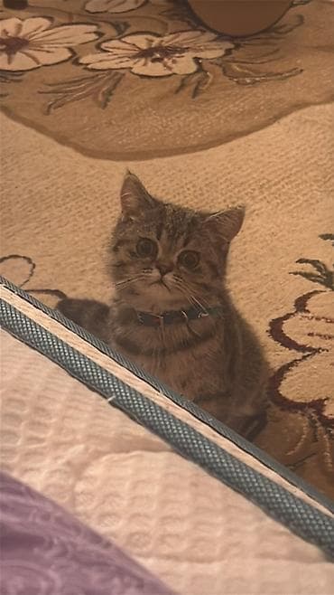 pişik satisi 2022: Britan, Yaxşı əllərə — 6