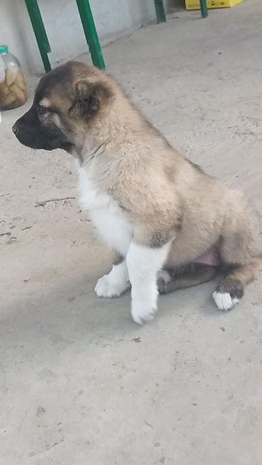 erkək danalar: Kanqal — 8