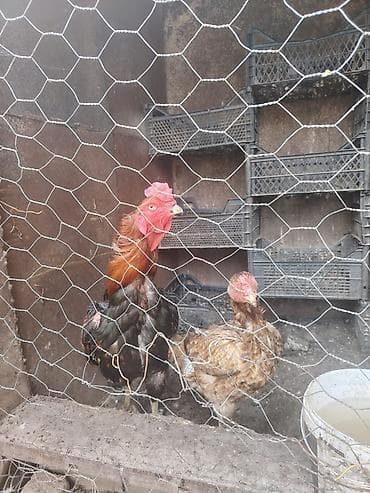 Toyuqlar: Məhsul:2,6 aylıq cüt 370 azn Təsvir: - Xoruz: iri cüssəli — 3