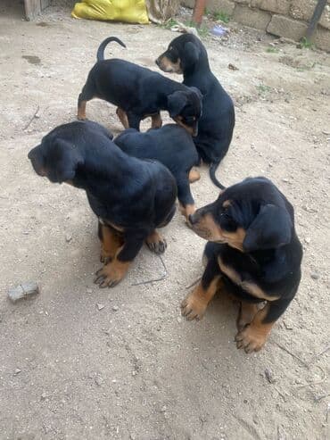 İtlər: Doberman, 2 ay, Erkek, Peyvəndli, Ünvandan götürmə, Ödənişli çatdırılma, Rayonlara çatdırılma — 5