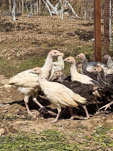 it satşı: Hinduşka cücələri, Damazlıq — 3