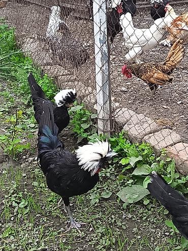 qus: Erkək, Damazlıq, Ödənişli çatdırılma — 6