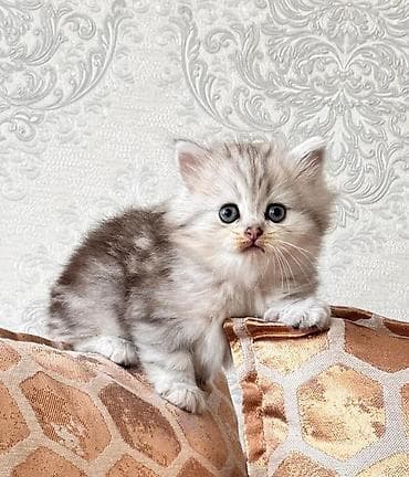 Шотландская