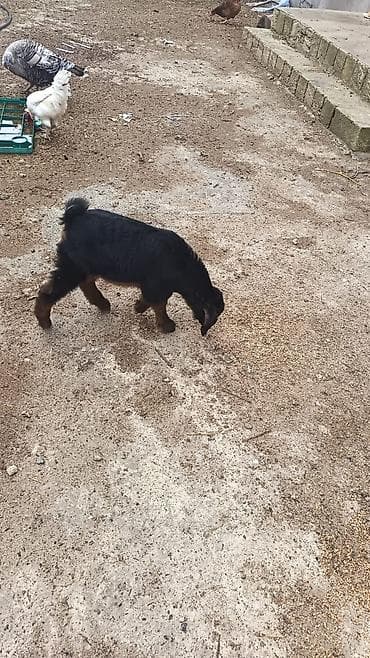 donuz satisi: Nubian tipli qəhvəyi ana keçi və onun balası satılır. Helep ana bala — 8