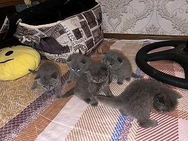 it pişik: Britan, Erkək, Dişi, Yaxşı əllərə, Ünvandan götürmə — 1