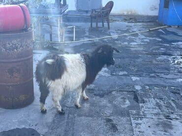 Super keci boğazdi özde lalafo.az -da Super keci boğazdi özde