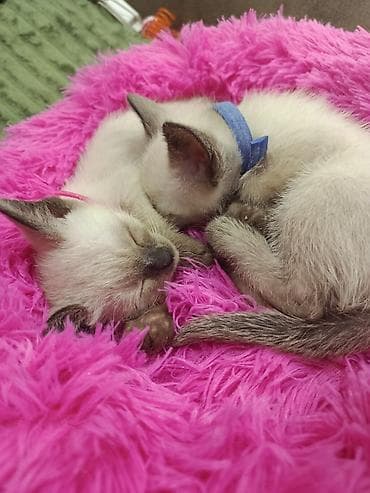 siam pişiyi qiyməti: Siam, Erkək, Dişi — 1