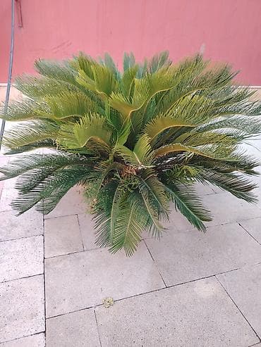 nokia yarpaq: Bitki: Cycas revoluta (Saqo xurması, Sago Palm) - Növ: Həmişəyaşıl — 5