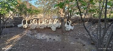 hind qusu satisi: Tam saglam linda qazlari kom satilir, isle elaqedar satilir — 2