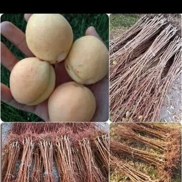 qab qacaqlar: Məhsul: Şaftalı fidanları (iri, açıq krem-ağ rəngli meyvə sortu) — 1