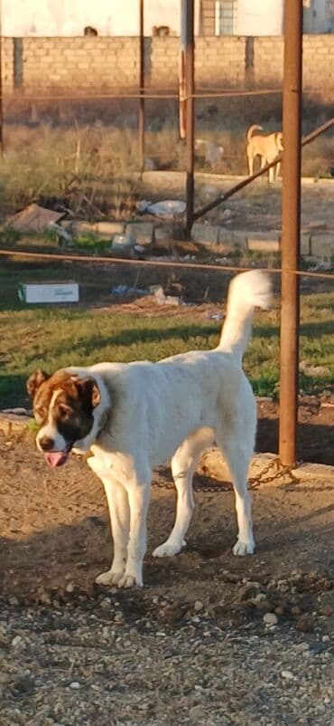 gold şinşila pişik: Qurdbasar, 10 ay, Dişi, Peyvəndli, Pulsuz çatdırılma — 3
