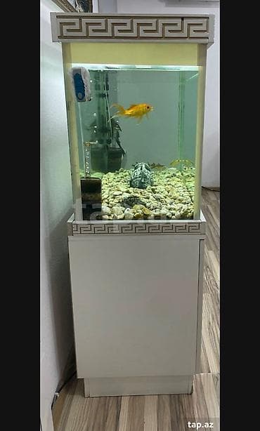 beyleqan sortu qoyun: Ünvan Yevlax şəhəri votsap aktivdir Böyük ölçülü akvarium dəsti - — 5