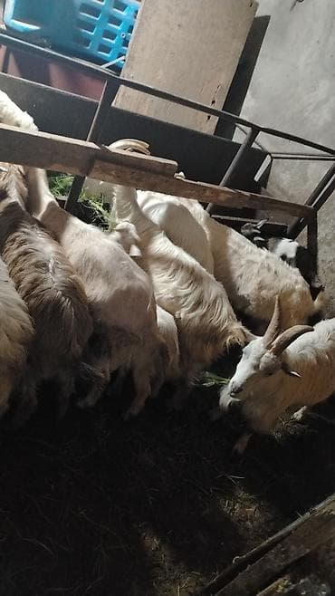 heyvanlar keci: Cins: Yerli/qarışıq keçilər Növ: Ana keçilər və balalar Təyinat: Süd — 3