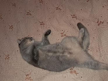 heyvan at: Britan — 1