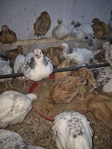 İtlər: Toyuq 40 günlük qiymət 7 azn çəkiləri 1 kqdan yuxarı Kürdəxanıda — 2