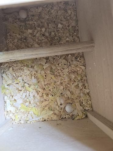 cex quşlar: Məhsul: Dalmatin/limon rəng çalarları olan cüt dalmaçyalı-budgerigar — 2
