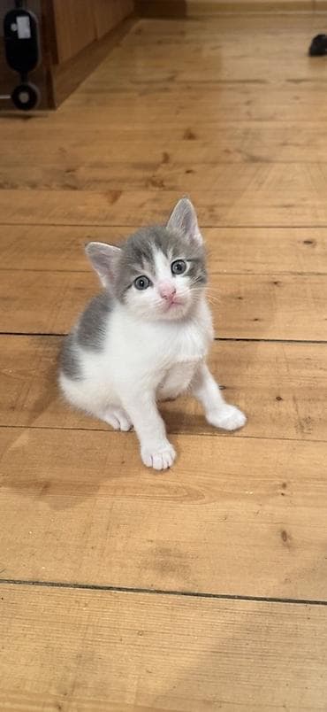 Erkək, Dişi, Yaxşı əllərə