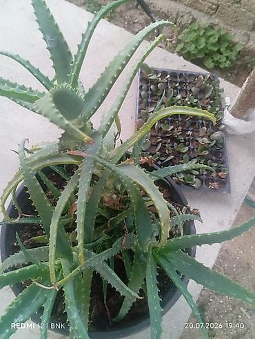 Aloe vera (sukkulent) – iri plastik dibçəkdə - Bitki: Aloe vera at lalafo.az Aloe vera (sukkulent) – iri plastik dibçəkdə - Bitki: Aloe vera