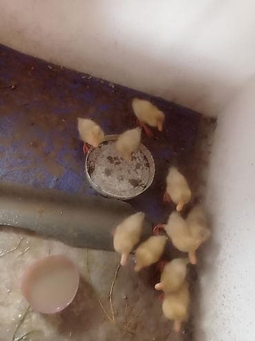 Gəmiricilər: Ördək cücələri, Damazlıq — 1