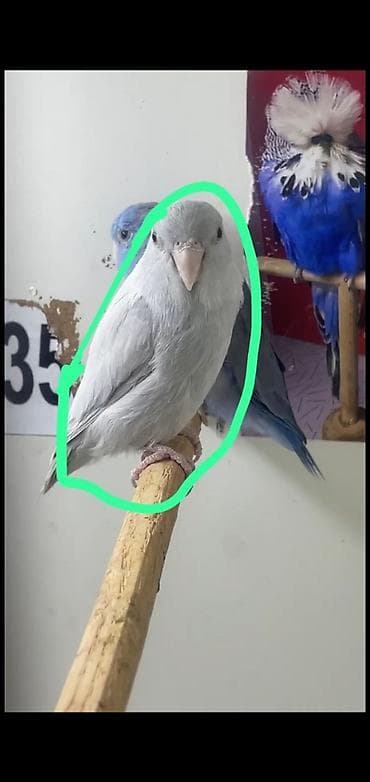 Quşlar: Dişi yetişkin forpus Növ: Kiçik tutuquşu (parrotlet/budgerigar tipli – — 1