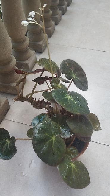 bambuk gulu satilir: Begoniya 20 AZN satilir - Yarpaqlar: böyük, dairəvi, parlaq — 2