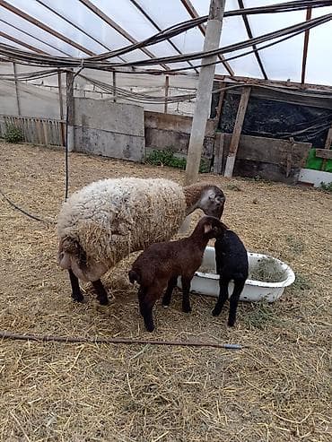 qala quzuları: Dişi, Qala, il: 1, 50 kq, Damazlıq, Ünvandan götürmə — 2