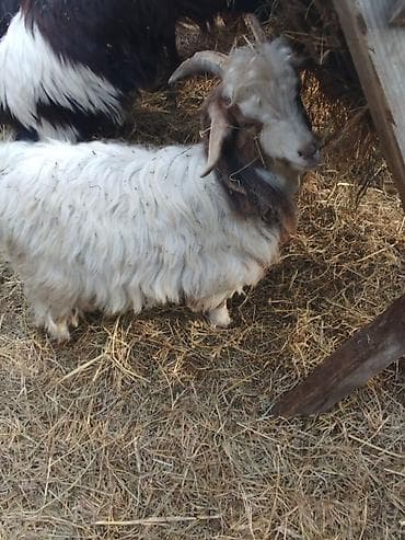 Salam Erkey çəpislərdi .qiymət ikisinə aiddir. - Növ: yerli uzun lalafo.az -da Salam Erkey çəpislərdi .qiymət ikisinə aiddir. - Növ: yerli uzun