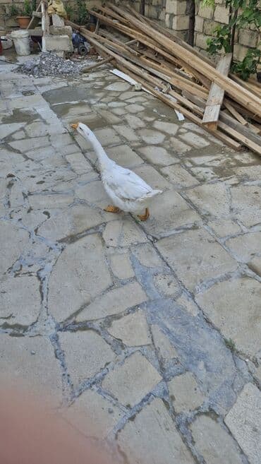 pişik yarım tip: Ağ rəngli ev qazı - Növ: ev qazı (Ağ Pekin tipli görünüş) - Rəng: tam — 3