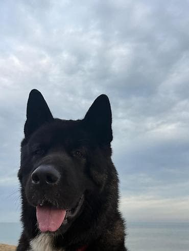 it satislari: Akita-inu, 4 il, Erkek, Sənədli, Ödənişli çatdırılma — 6