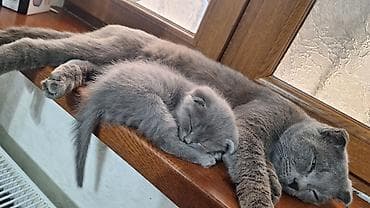 pisik yuva: Şotland yastı qulaq, Erkək — 2