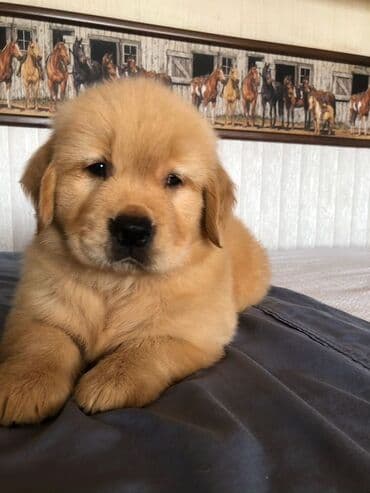 сайт продажи собак: Ретривер, 2 месяца, Самец, С прививками — 3