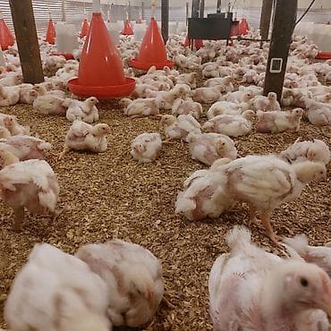 Hinduşkalar: Toyuq cücələri, Ətlik, Ünvandan götürmə — 5