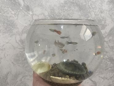 akvaryum dirnaq: Yumru akvarium, Balıqlarla birlikdə, 3 l, Ünvandan götürmə — 1