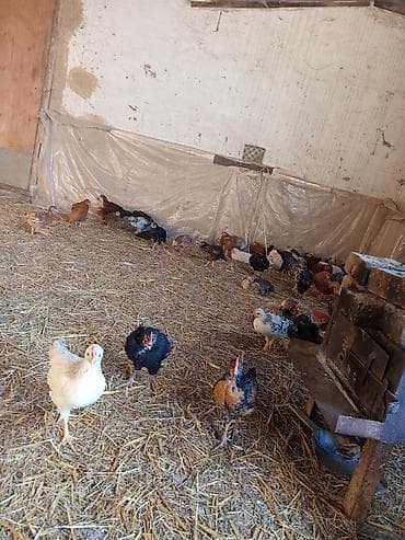 toyuq qəfəsi: Qrışmış cins qarışığı kənd toyuqları - Təsvir: Şəkillərdəki fermada — 1