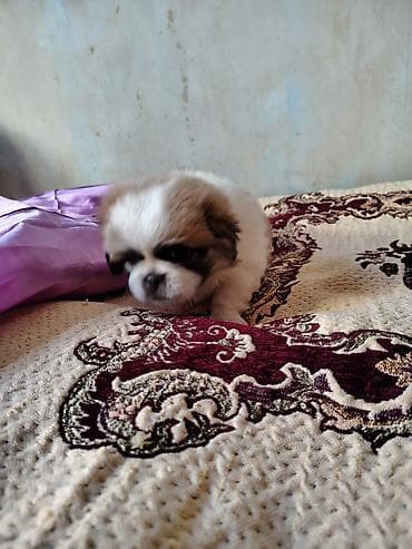 pekines itlər: Pekines, 2 ay, Erkek, Peyvəndli, Ödənişli çatdırılma — 3