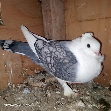 heyvanlara verilen xususi adlar: Cins göyərçinlər – başında “qıvrım/tac” tüklü, saqqallı və lələkli — 2