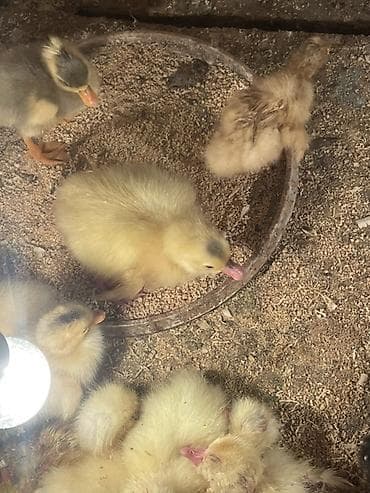 Təsvir: - Yeni çıxmış balaca ördək balaları lal ördəklər 4 manat səsli