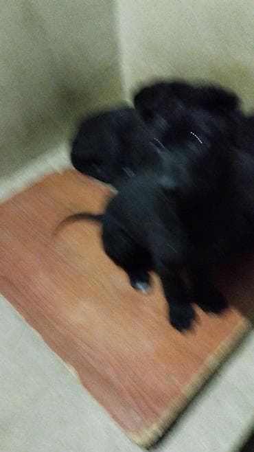 azerbaycanda it adlari: Восточные Авчарки три месяца отроду — 4