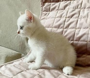 шиншилла кошка цена: Шиншилла, Самец, Самка, Бесплатная доставка — 5