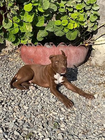 itler tap az: Pitbul, 6 ay, Erkek — 1