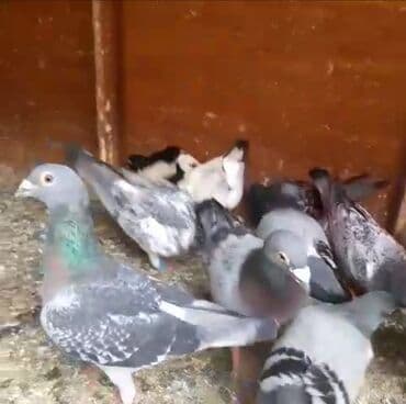 əbabil quşunun qiyməti: Göyərçinlər
cütü 35 AZN — 12